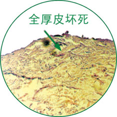 首页- 平博pinnacle888公司官网